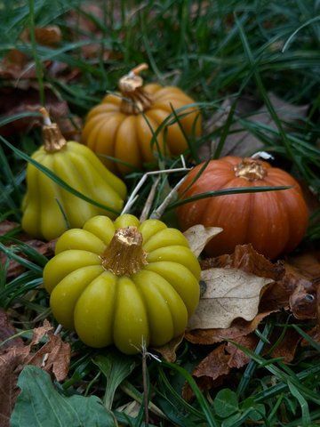100101 фото